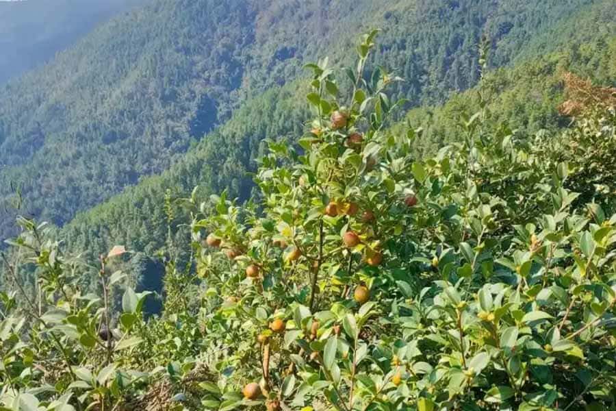 深山匠心，滴滴至纯：五圣山茶油的非凡之旅